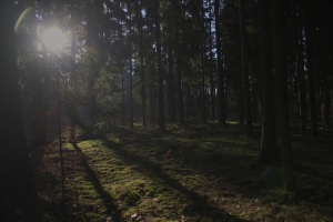 dunkler_Wald_kl