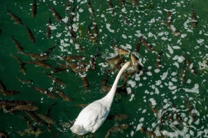 Schwan im Karpfenteich