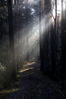 Wer zeigt uns den Weg